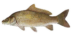 Carpfishsmall02