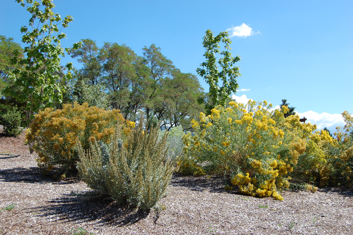 Shrub Steppe